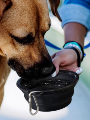 Silicone Collapsible Pet Bowl